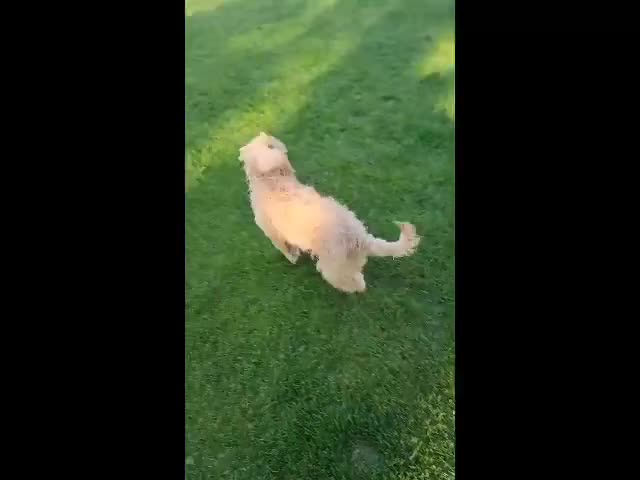 Mini Goldendoodle dogs for sale: Benny Male  - Video 2