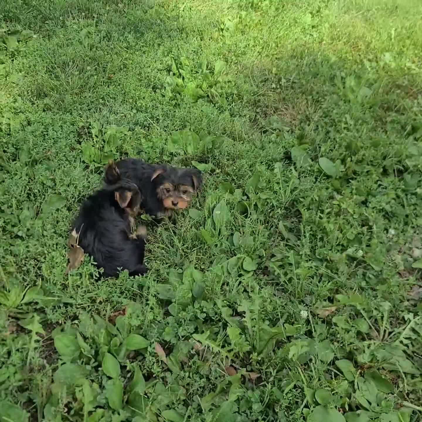 Yorkshire Terrier dogs for sale: Rizzo - Video 1