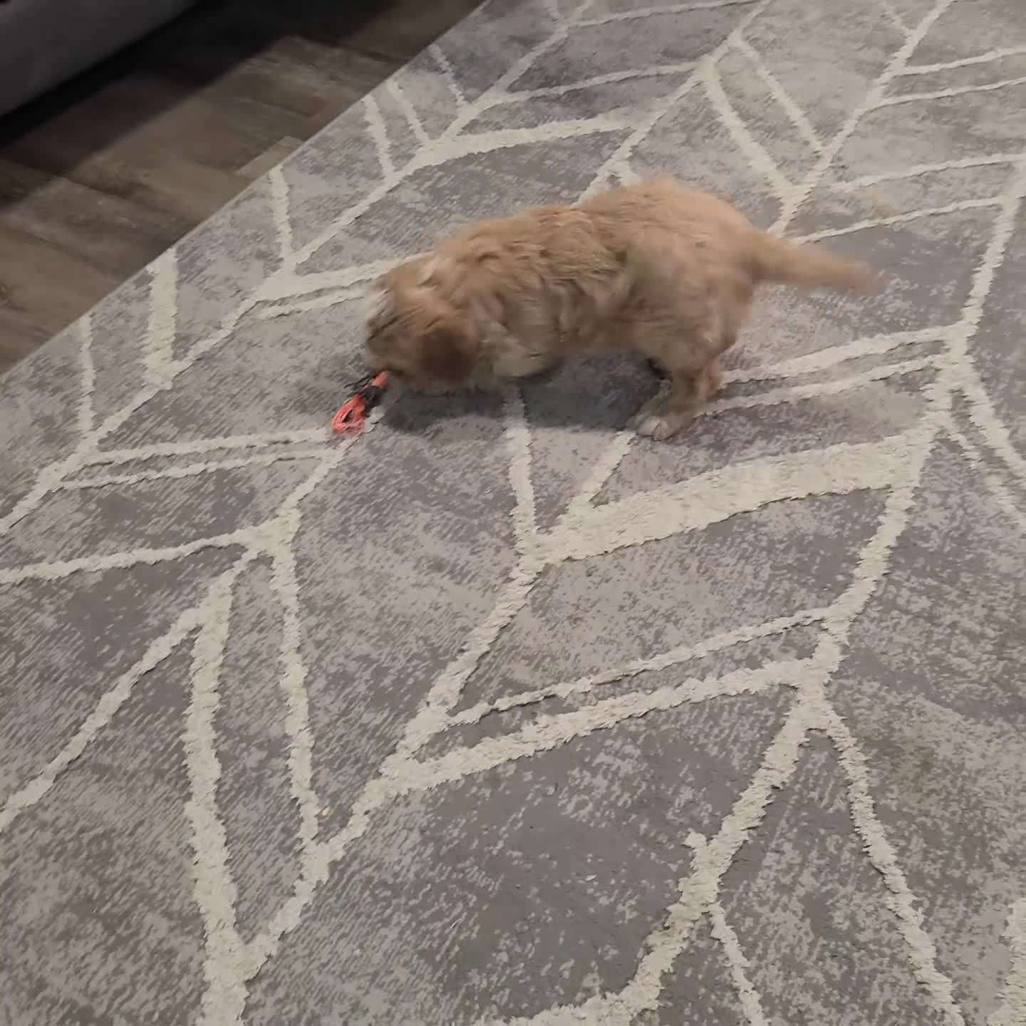 Cavapoo dogs for sale: Bliss - Video 1