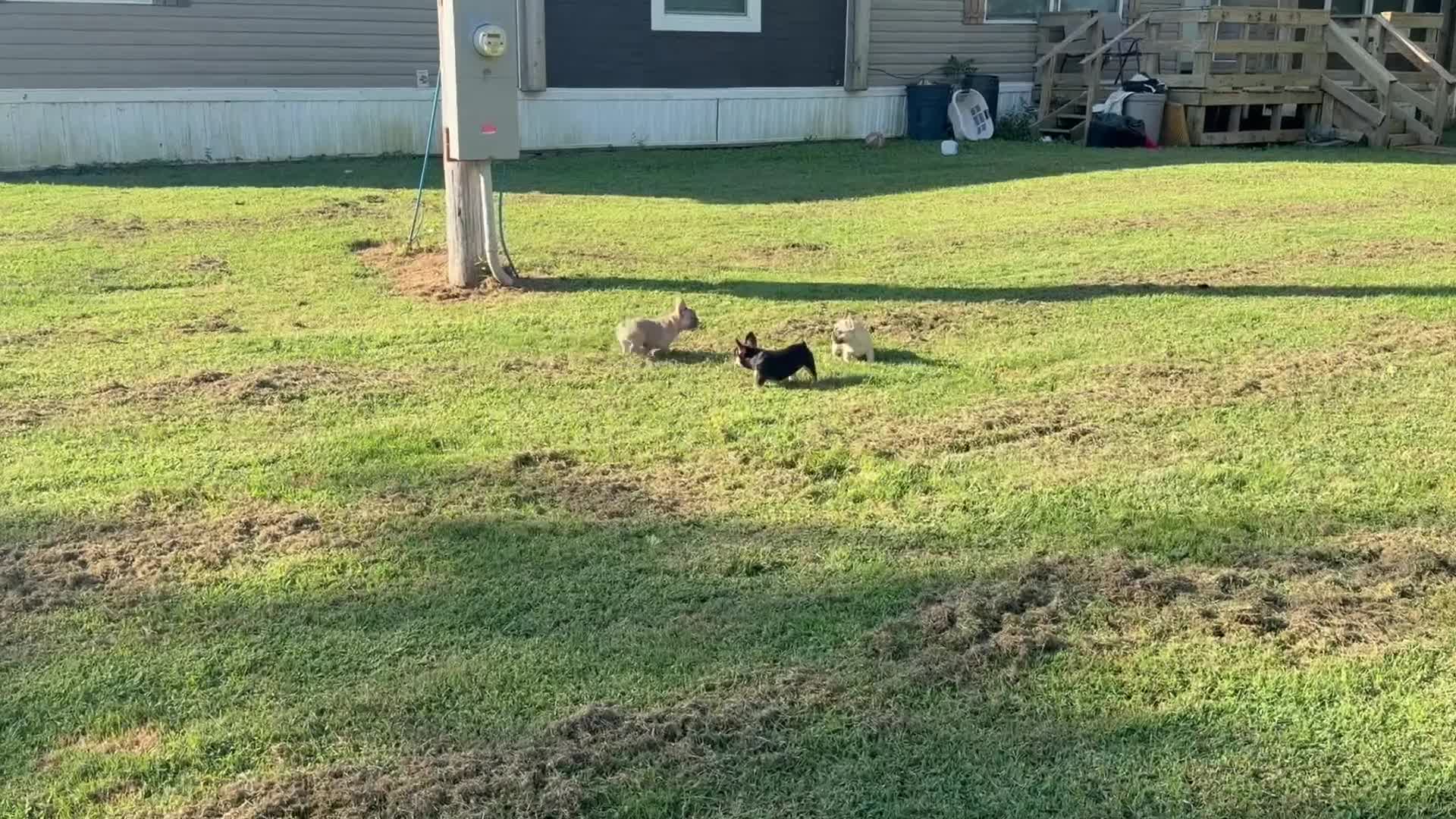 French Bulldog dogs for sale: French Bulldog 2 - Video 1