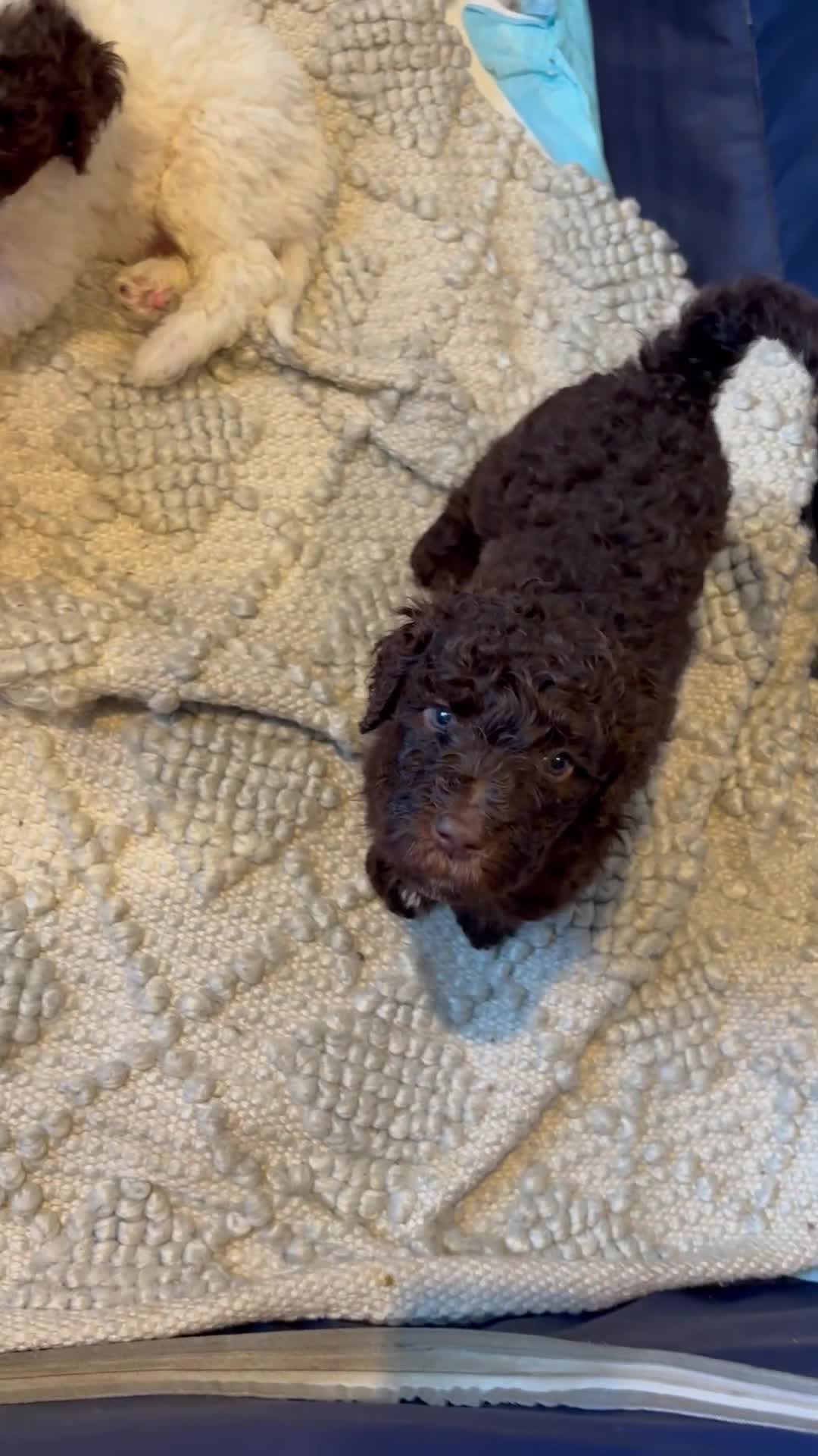 Labradoodle dogs for sale: LeBron  - Video 1