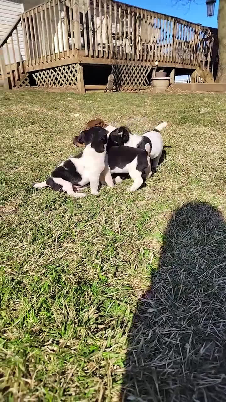 Jack Russell Terrier dogs for sale: Justin - Video 1