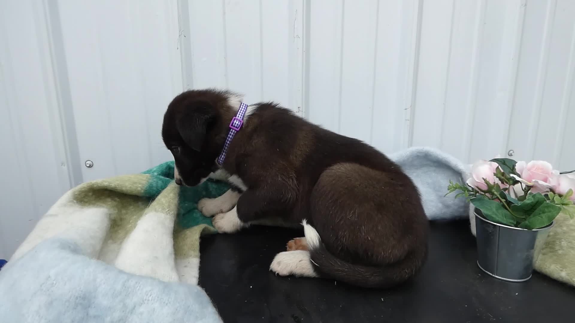 Border Collie dogs for sale: Border Collie Puppy 5 Trina - Video 1