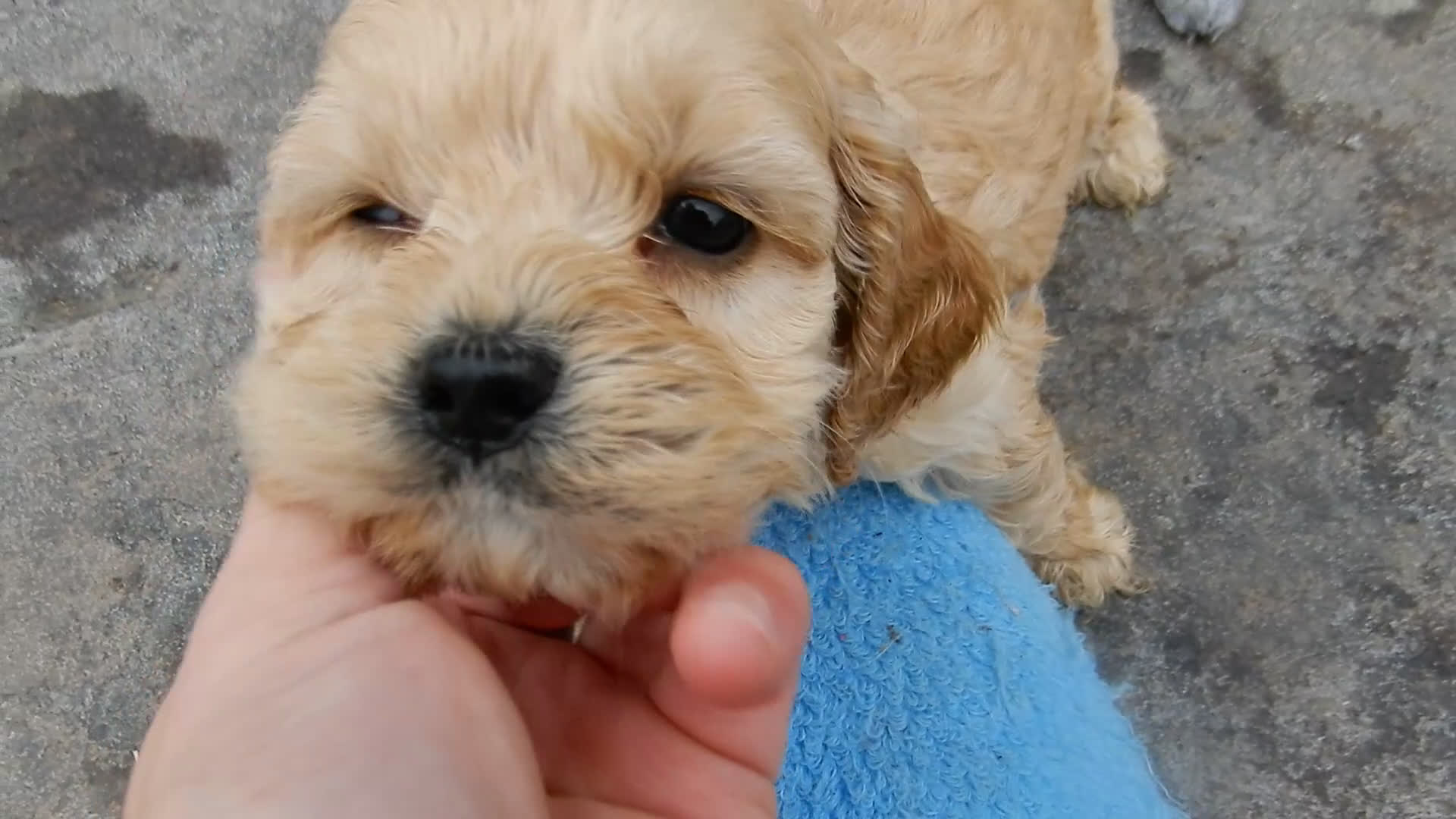 Cockapoo dogs for sale: Shawn - Video 2