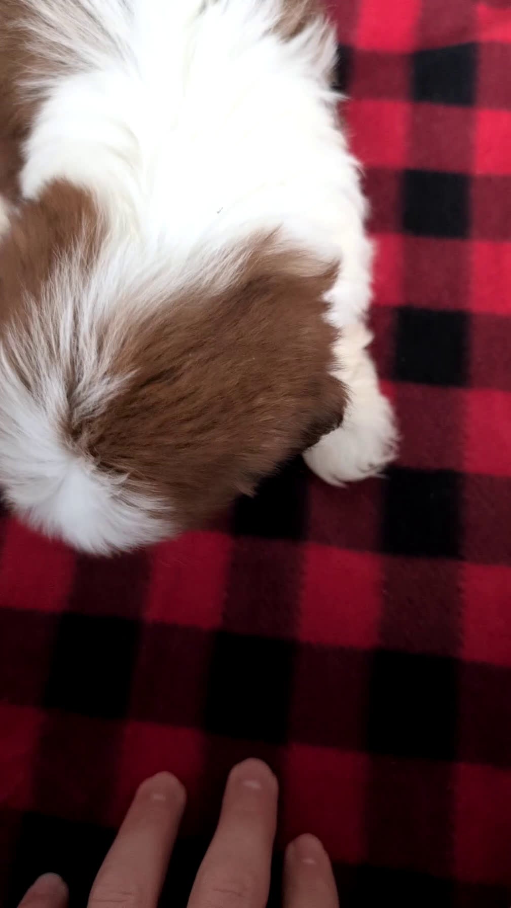 Shih Tzu dogs for sale: Parker - Video 1