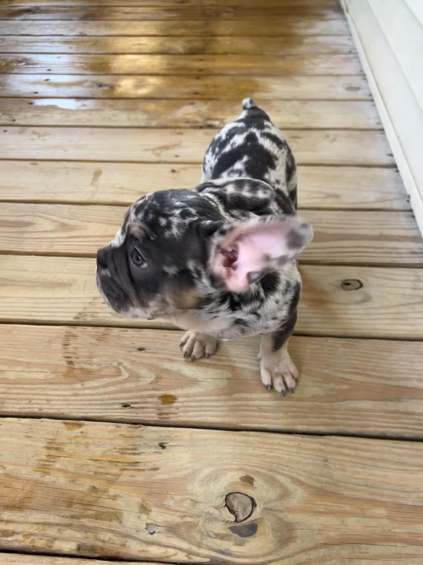 French Bulldog dogs for sale: El Capone - Video 1