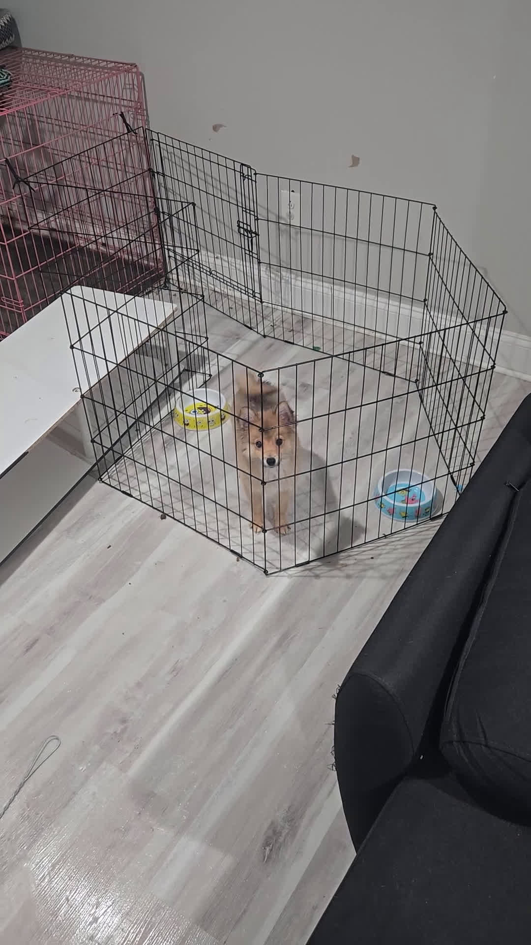 Pomeranian dogs for sale: Pomeranian Puppy 2 - Video 1