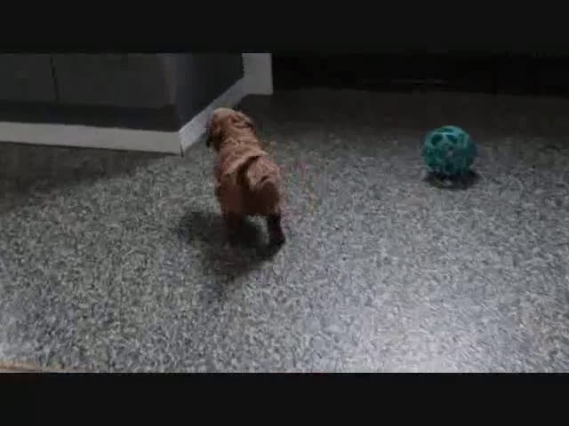 Mini Goldendoodle dogs for sale: Sarge - Video 6