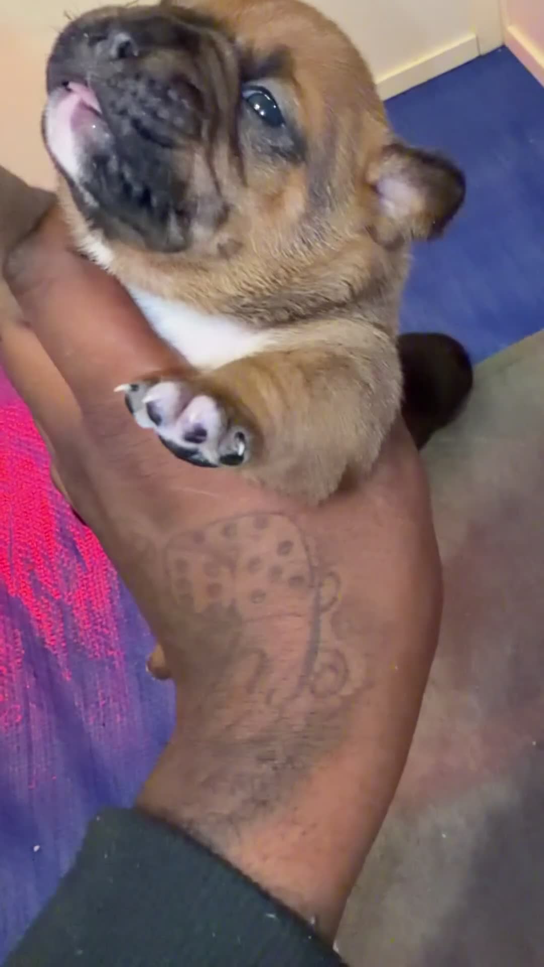 American Bully dogs for sale: American Bully Female - Video 1