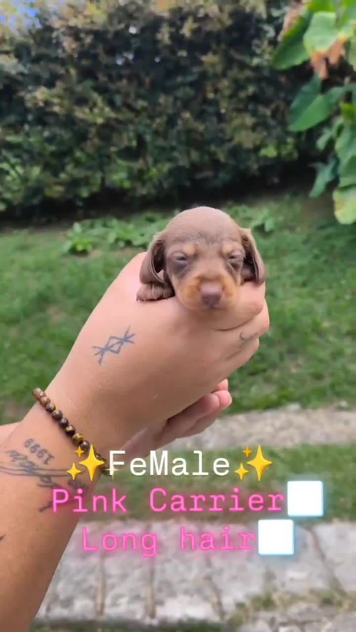 Dachshund dogs for sale: Dachshund Puppy 3 - Video 1
