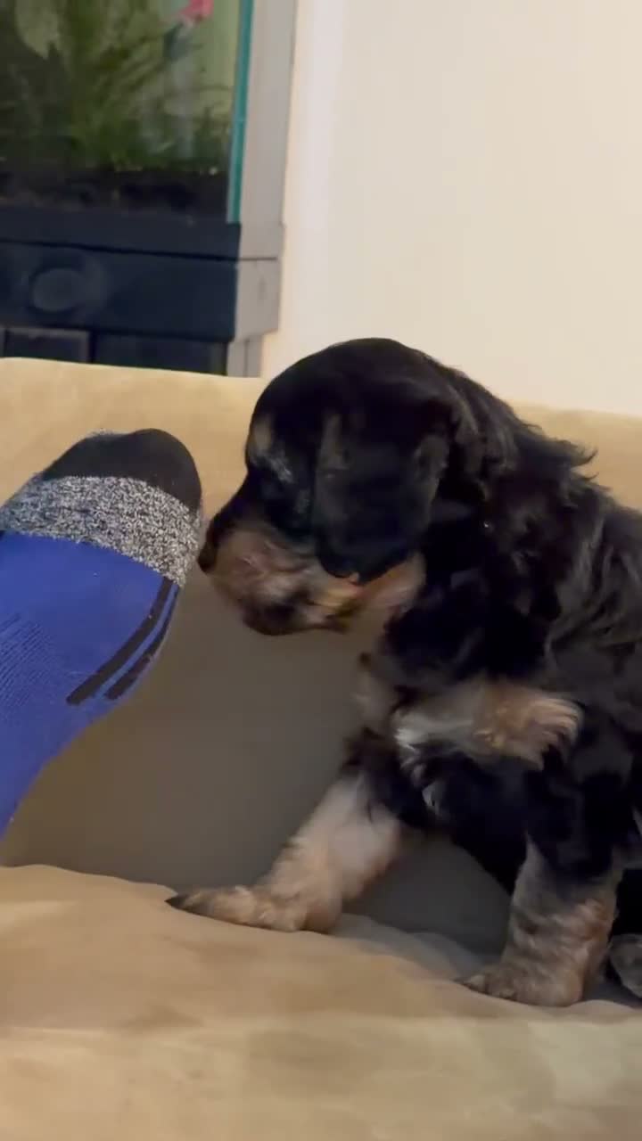 Mini Goldendoodle dogs for sale: Purple Female Goldendoodle 5 - Video 1