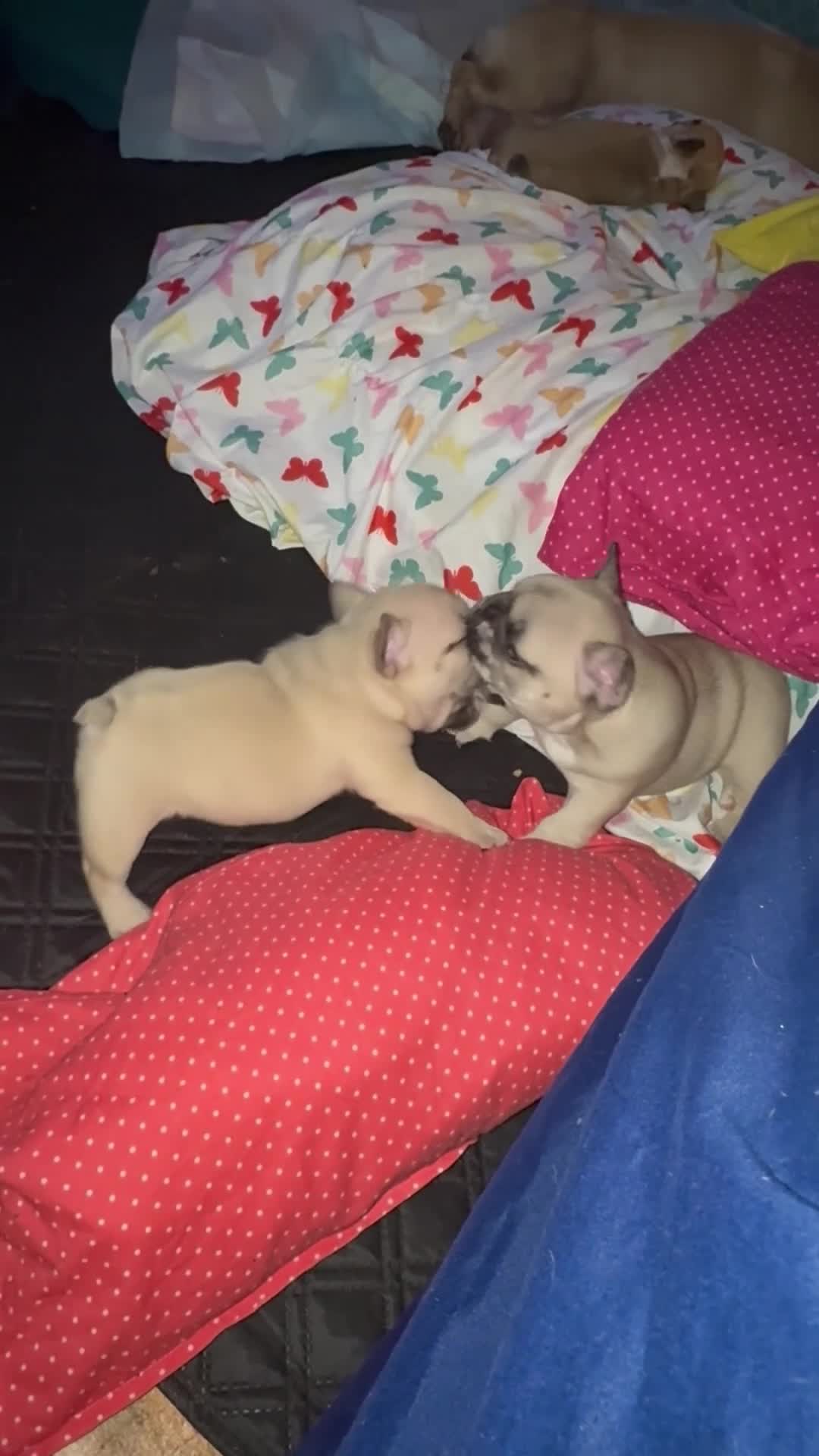 French Bulldog dogs for sale: French Bulldog 4 cutiepie - Video 1