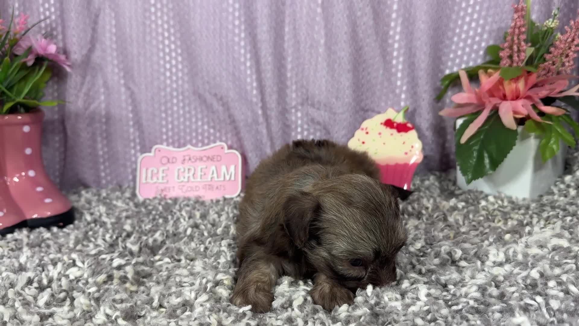 Havapoo dogs for sale: Havapoo 1 - Video 1