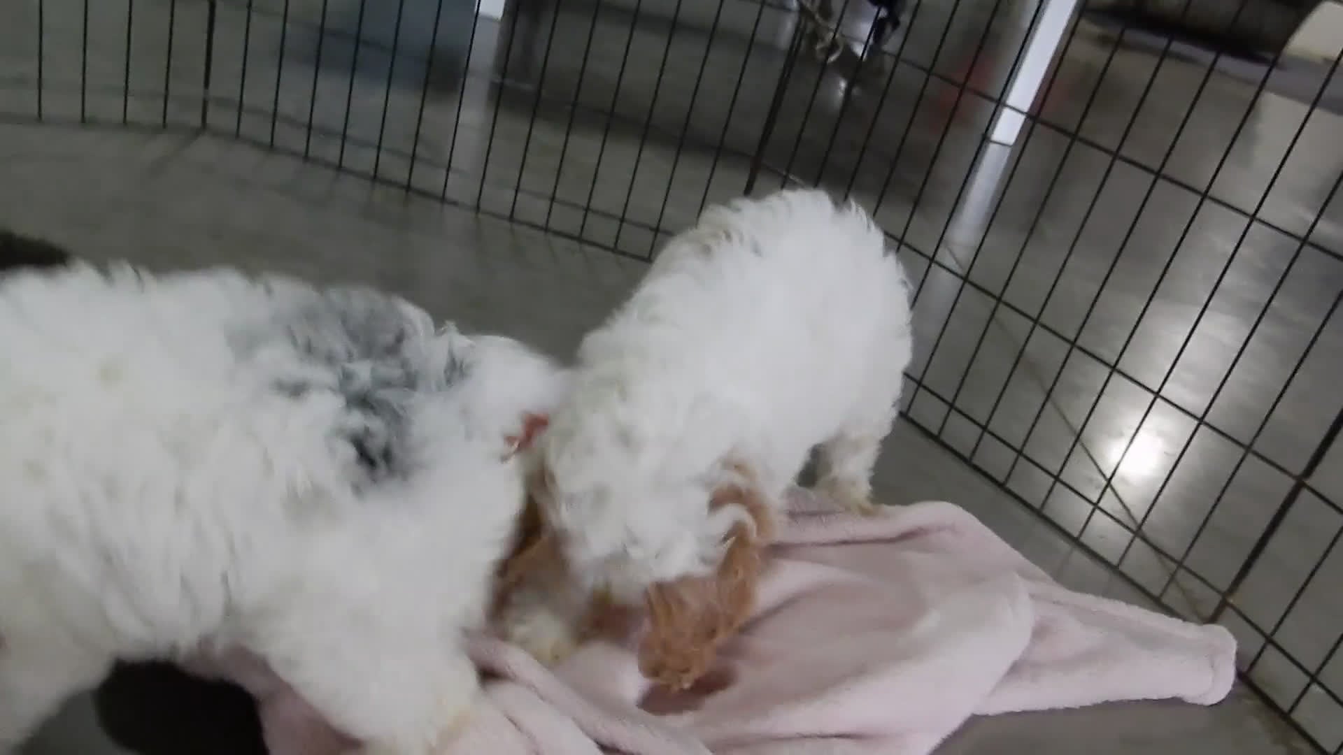 Cockapoo dogs for sale: Teddy - Video 2