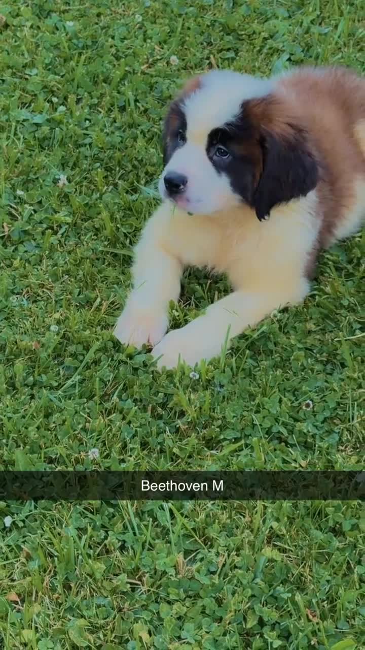 Saint Bernard dogs for sale: Beethoven  - Video 1