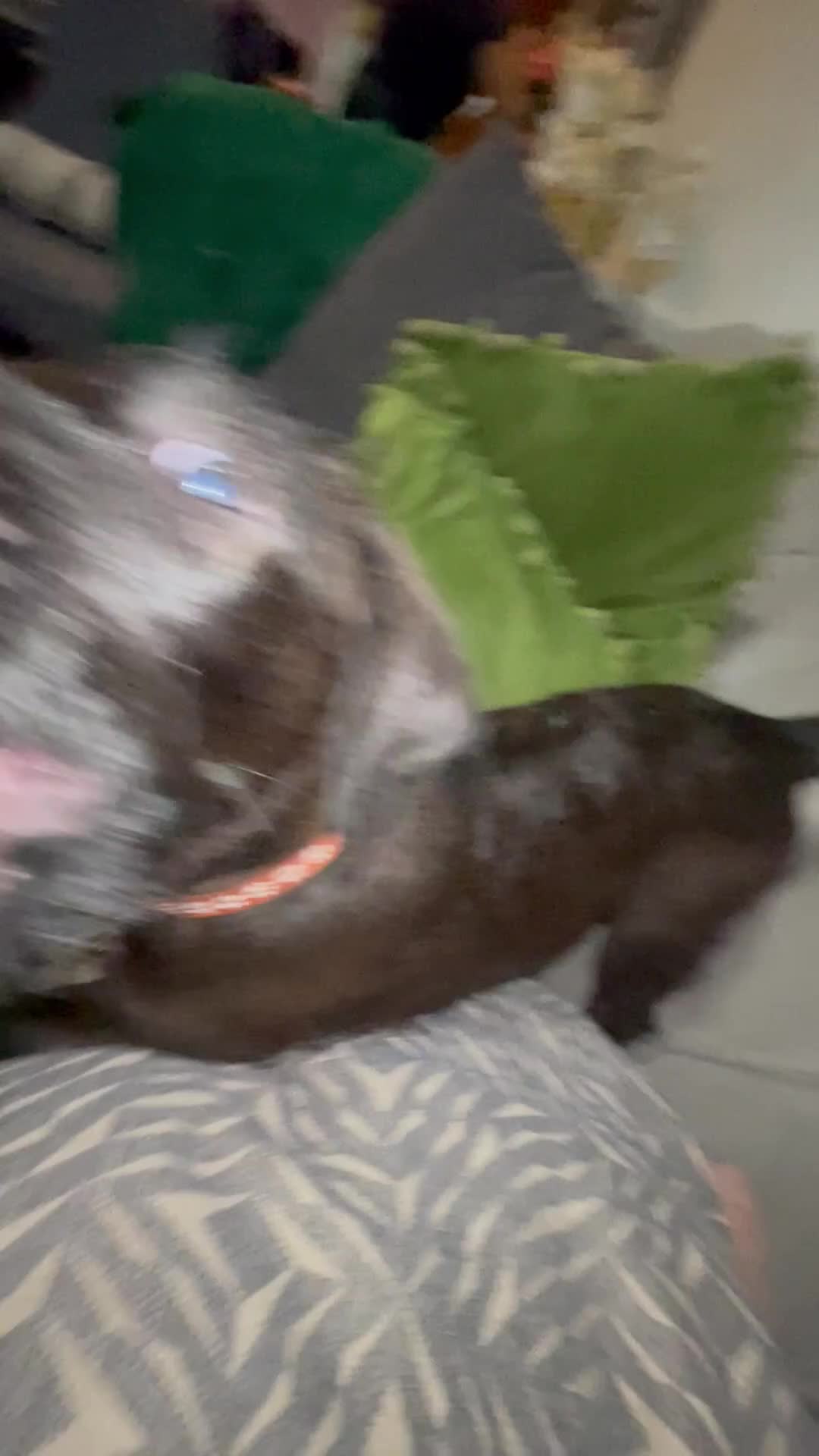 Mixed Breed dogs for sale: Kodah  - Video 1