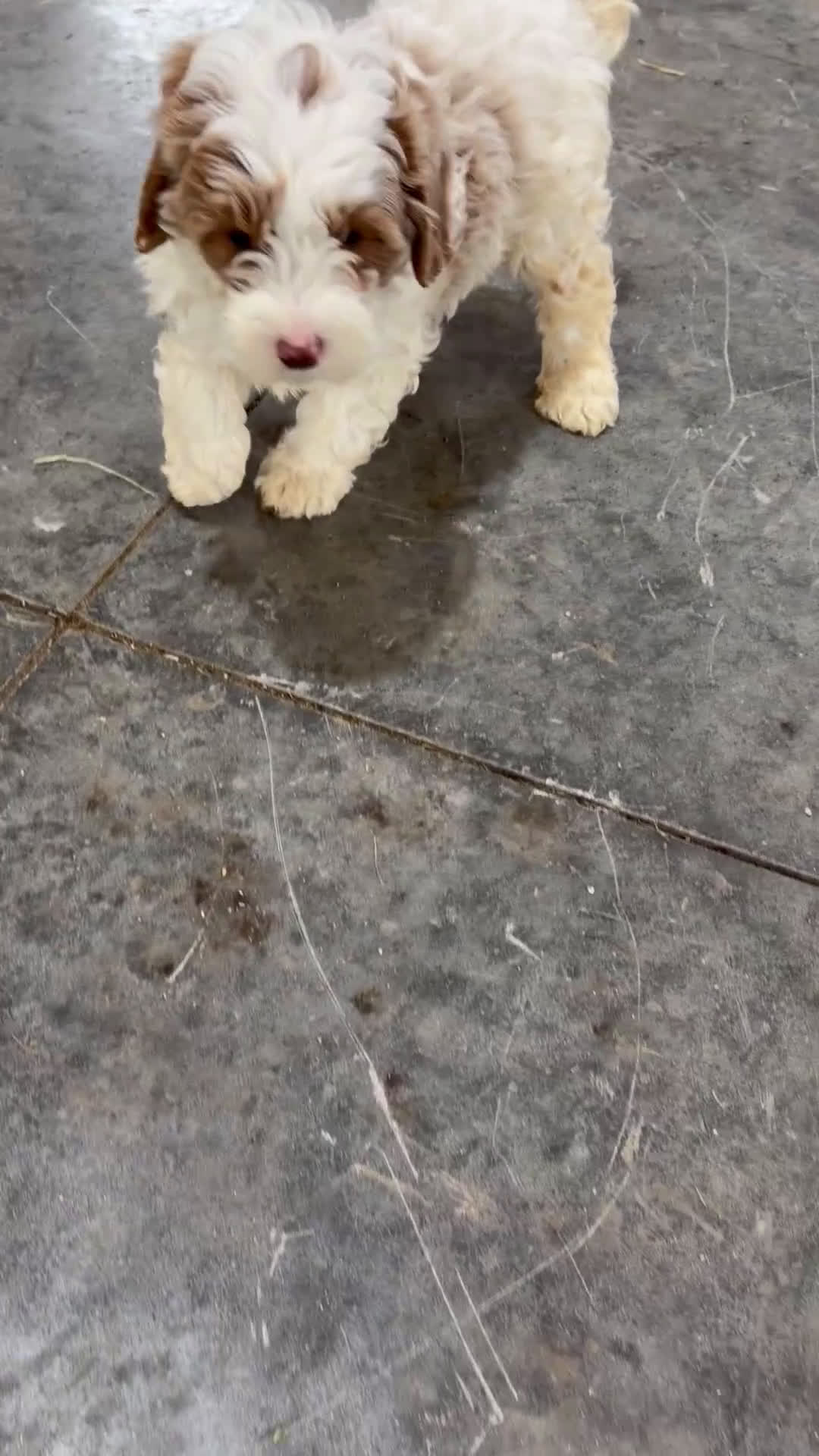 Mini Bernedoodle dogs for sale: Alex - Video 1