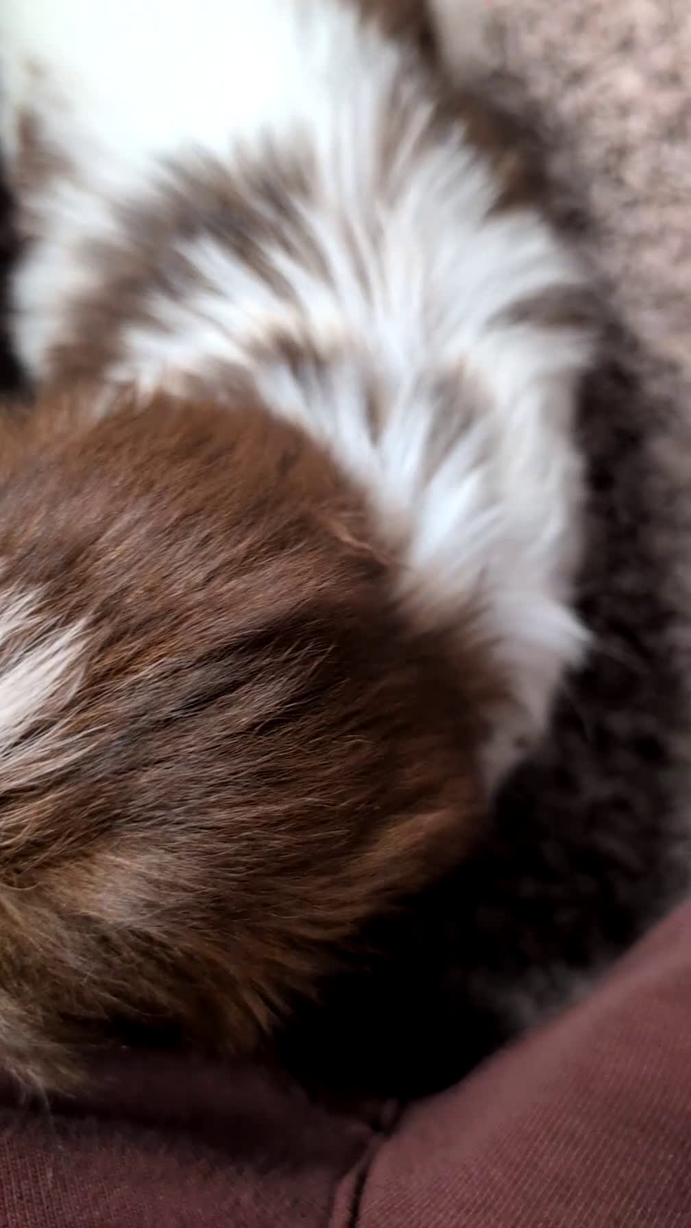 Shih Tzu dogs for sale: Cara - Video 1