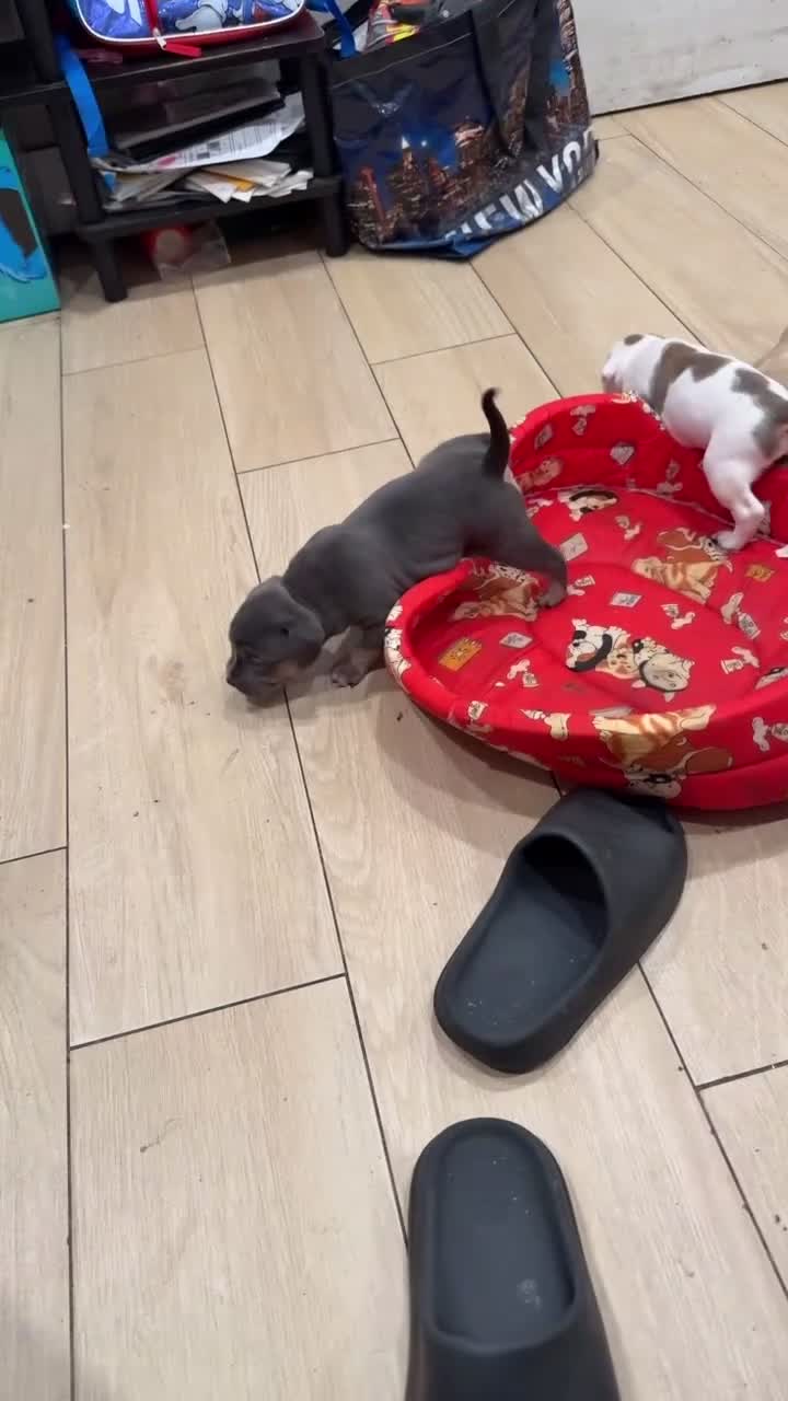 Mixed Breed dogs for sale: Mixed Breed 1 - Video 2