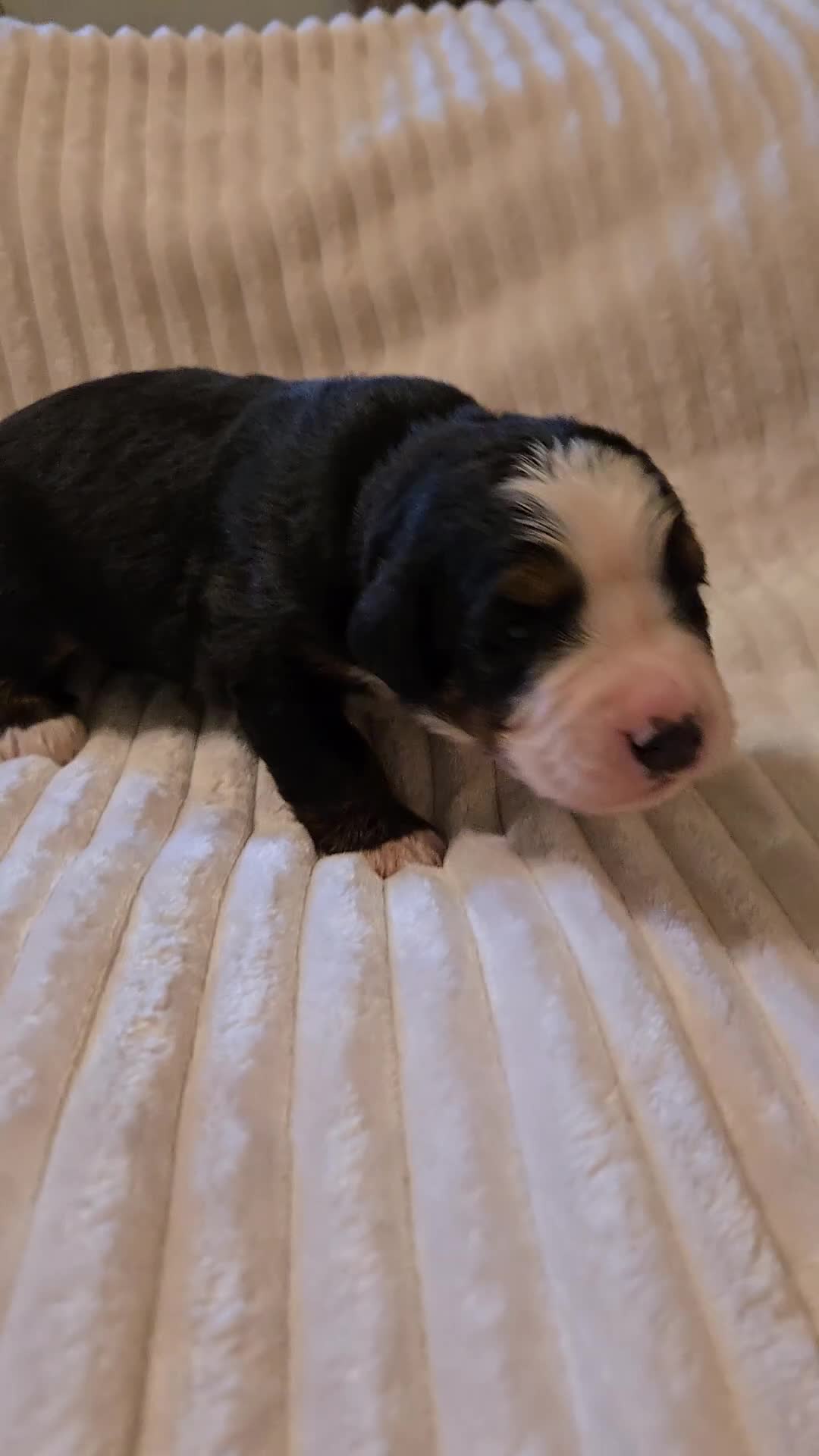 Bernese Mountain Dog dogs for sale: Bernese Mountain Dog 6 - Video 1