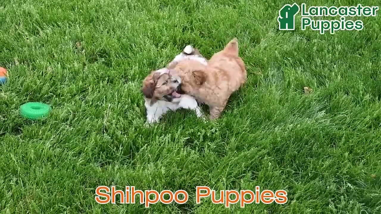 Shihpoo dogs for sale: Sophie - Video 1