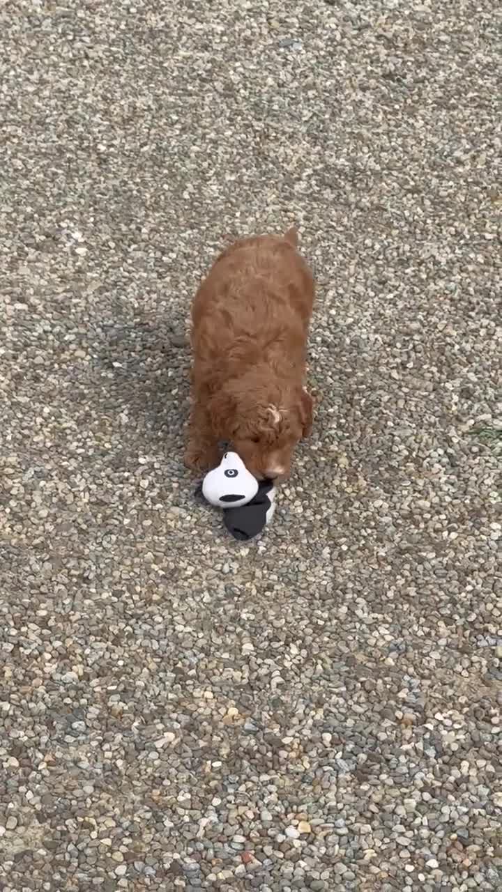 Mini Goldendoodle dogs for sale: Ginger - Video 1