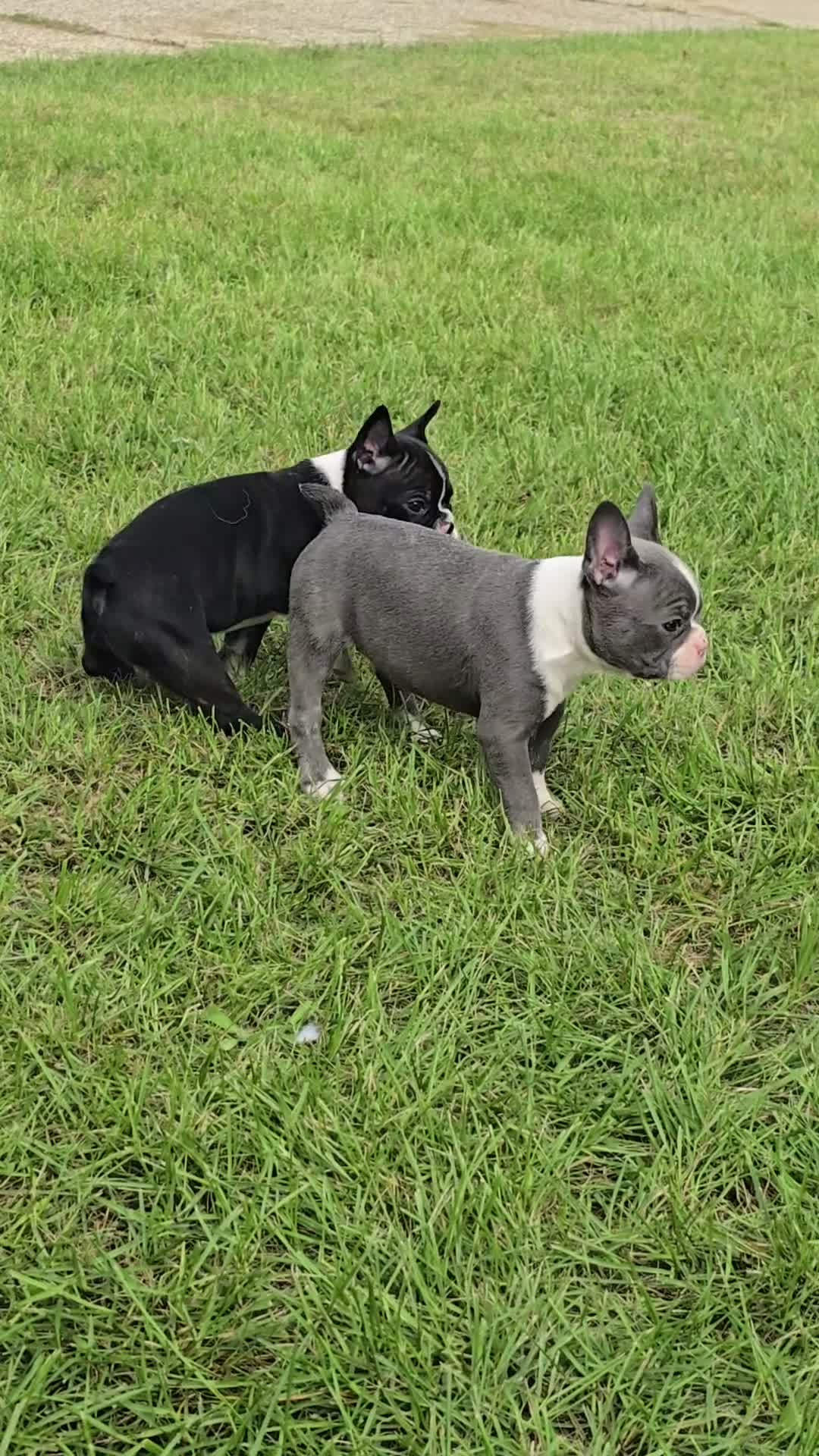 Mixed Breed dogs for sale: Frenchton female #2 - Video 1