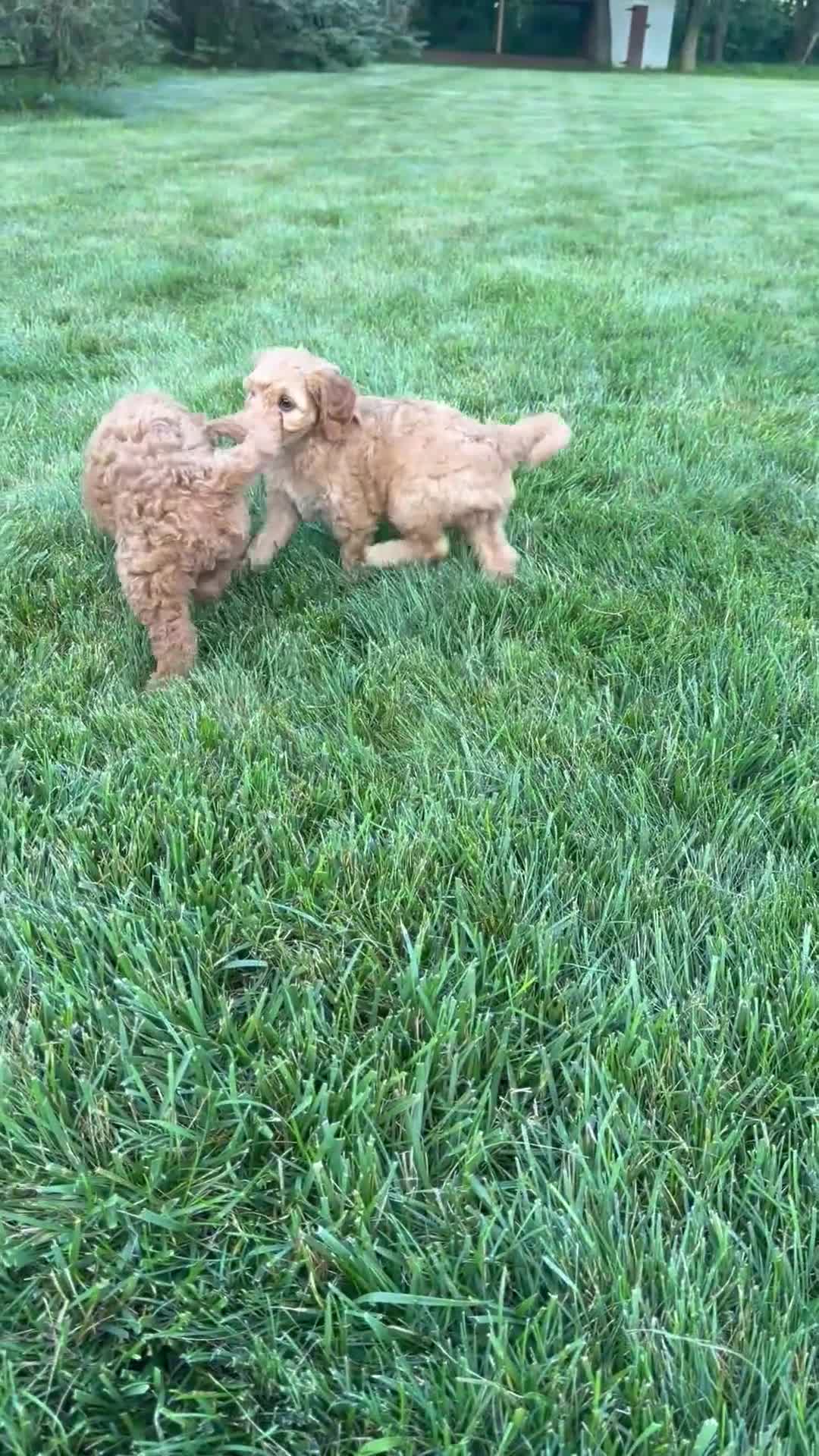 Mini Goldendoodle dogs for sale: Dustin - Video 1