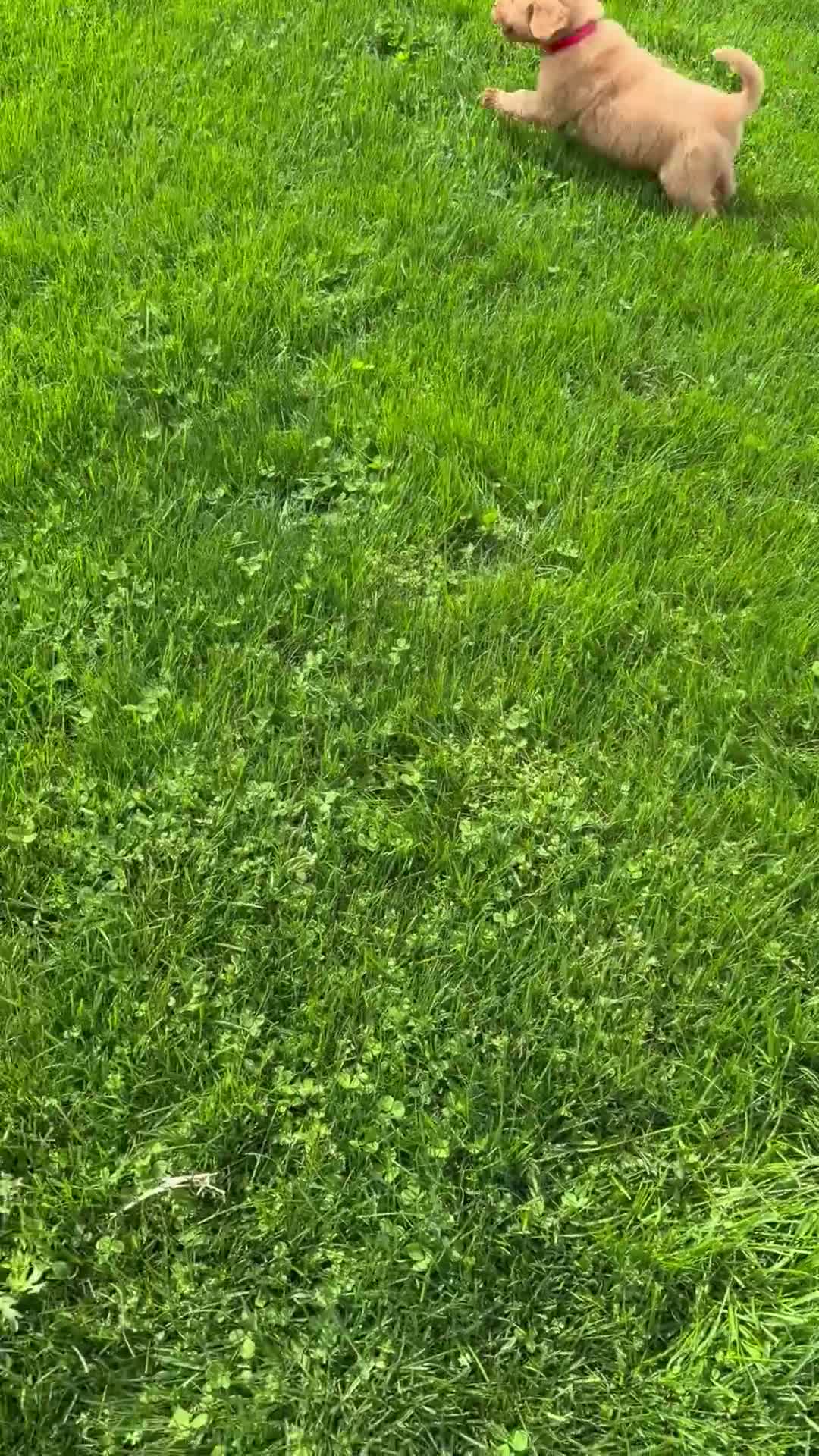 Golden Retriever dogs for sale: Dash - Video 1