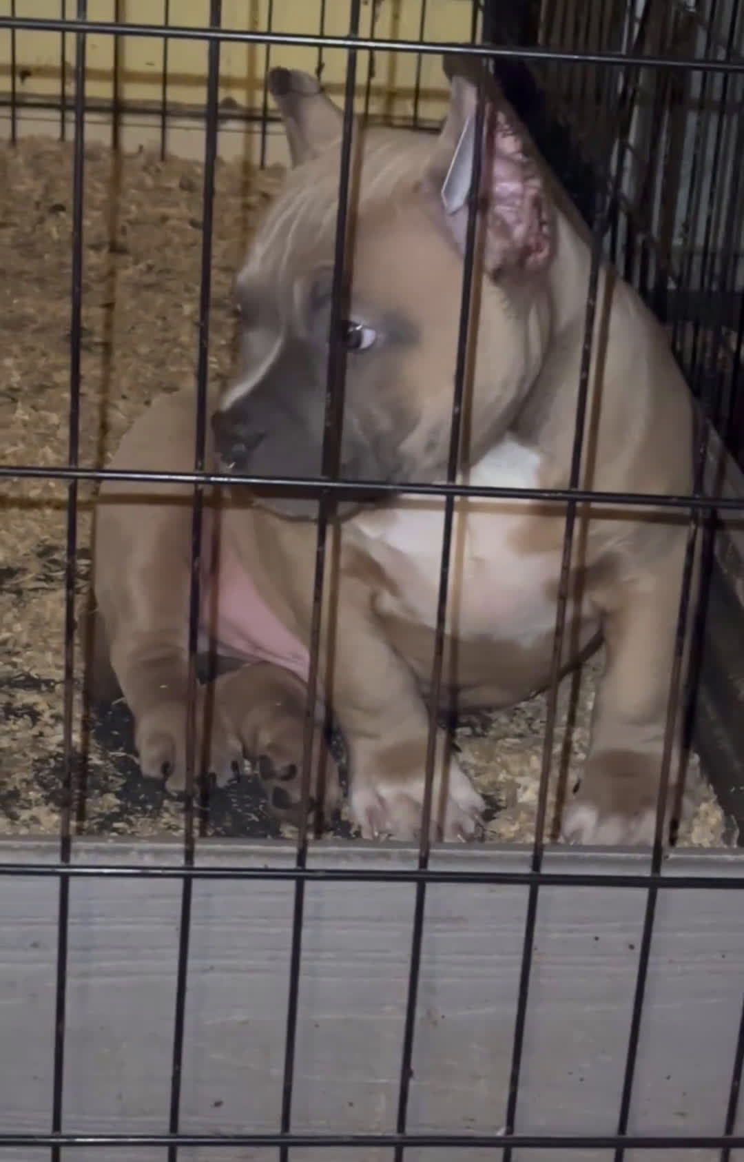 American Bully dogs for sale: American Bully Puppy 1 - Video 1