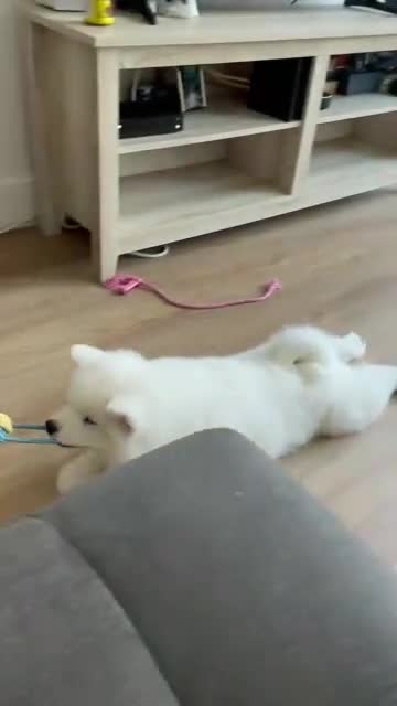 Samoyed dogs for sale: Mona - Video 3