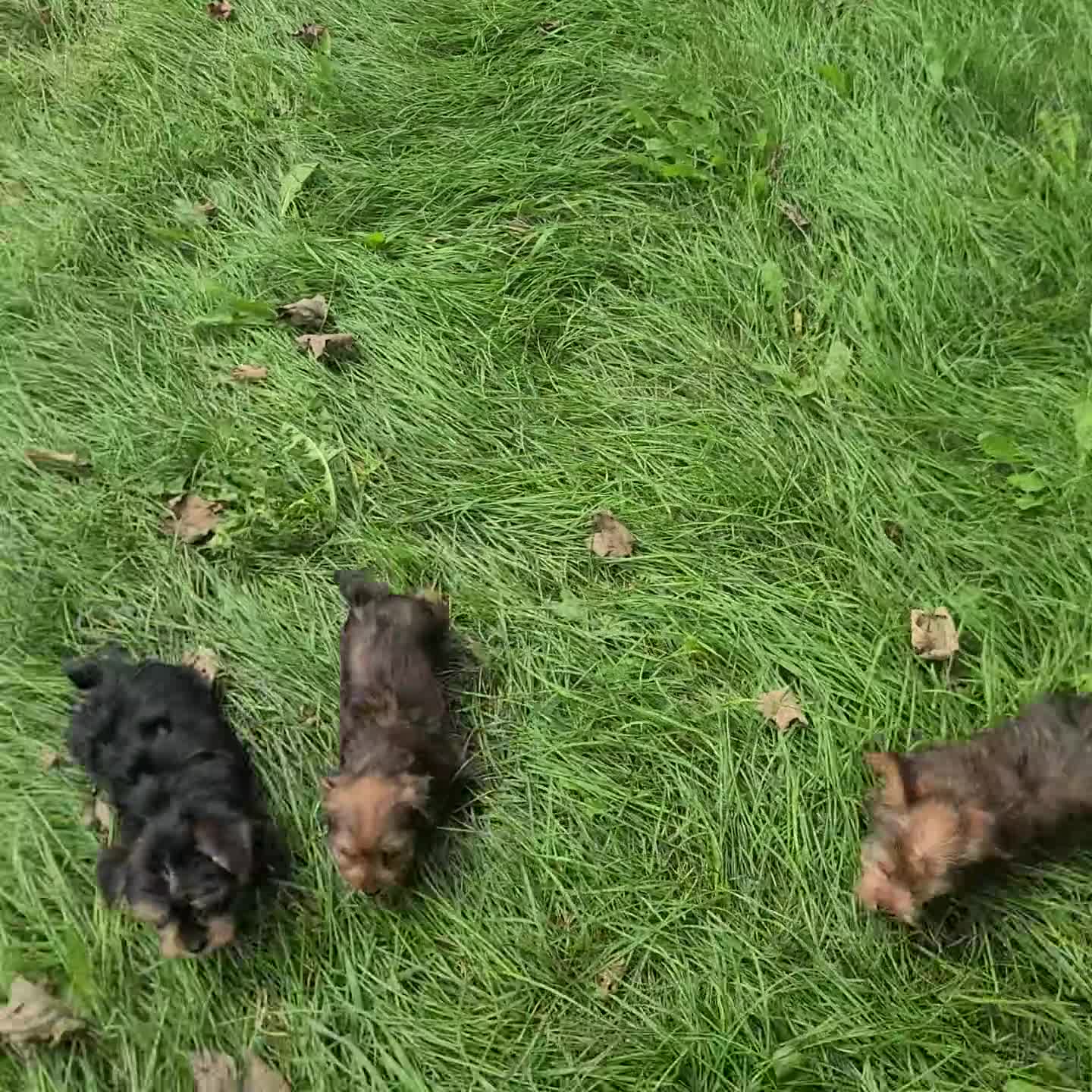 Yorkshire Terrier dogs for sale: Waldo - Video 1