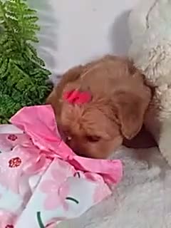 Shihpoo dogs for sale: Hazel - Video 1