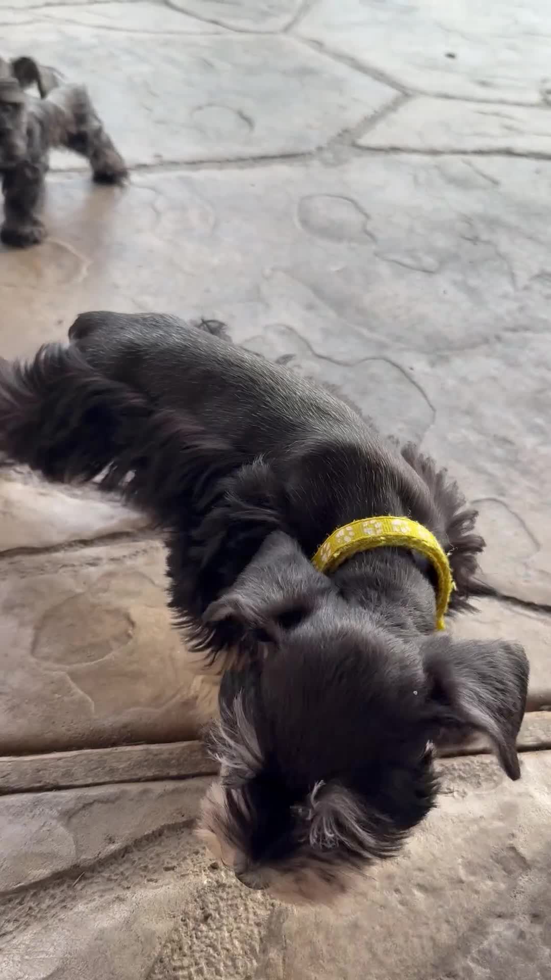 Miniature Schnauzer dogs for sale: Woody - Video 2