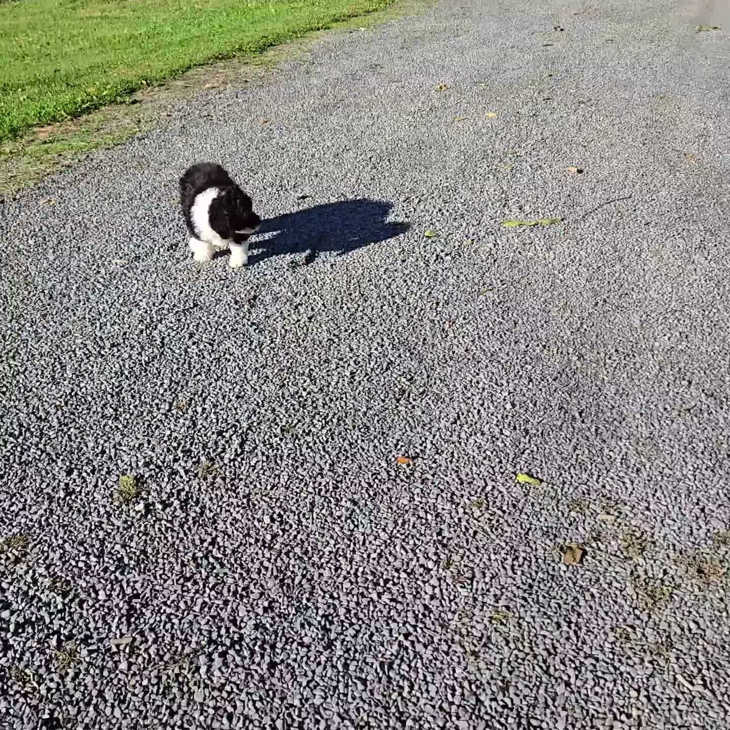 Sheepadoodle dogs for sale: Harper - Video 1