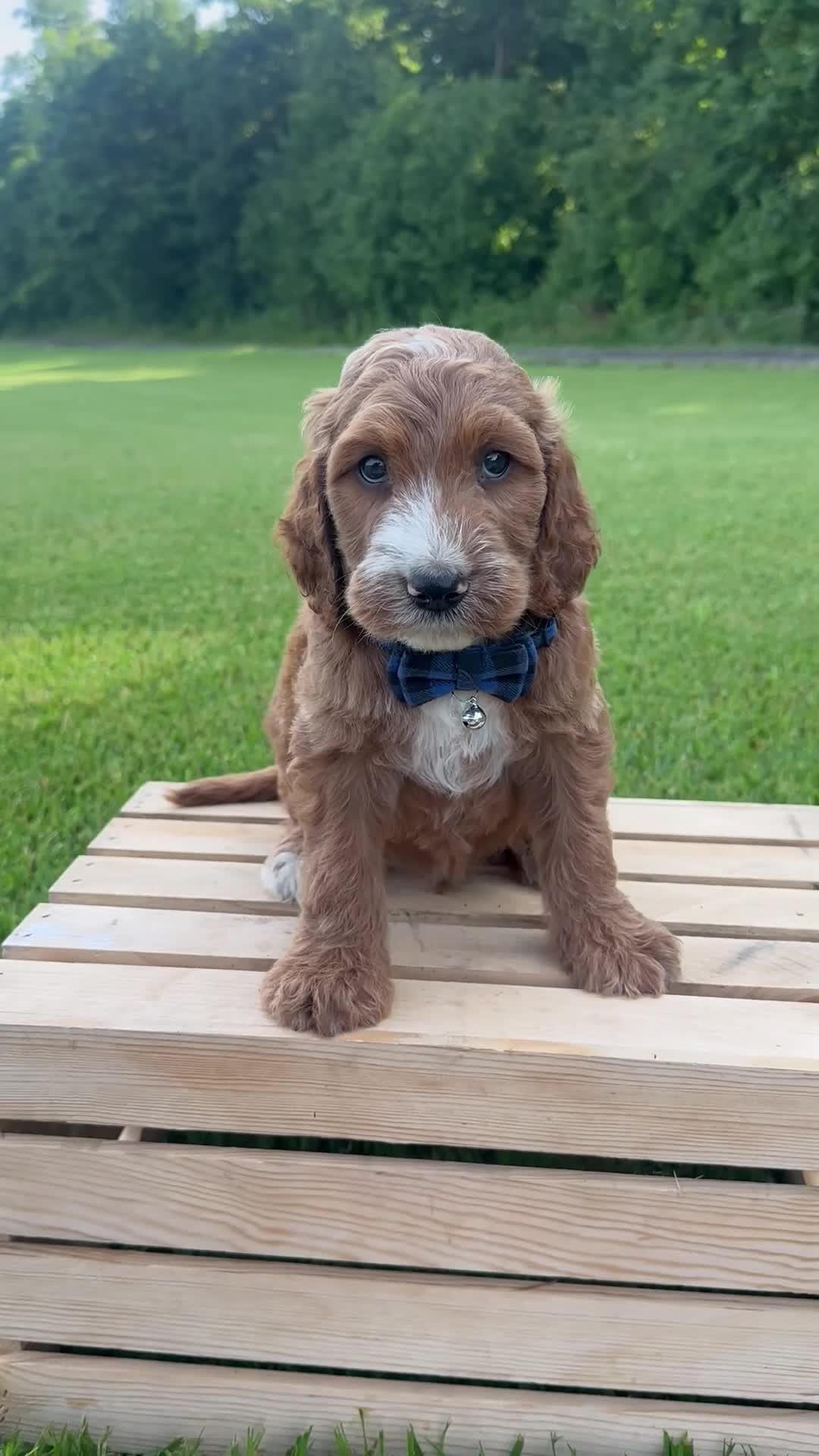 Irish Doodle dogs for sale: Tucker - Video 1