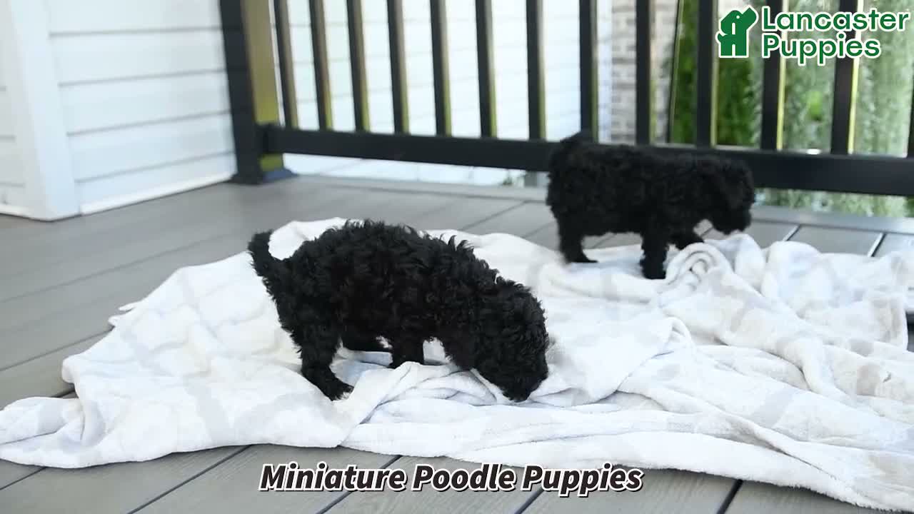 Miniature Poodle dogs for sale: Lilac - Video 1