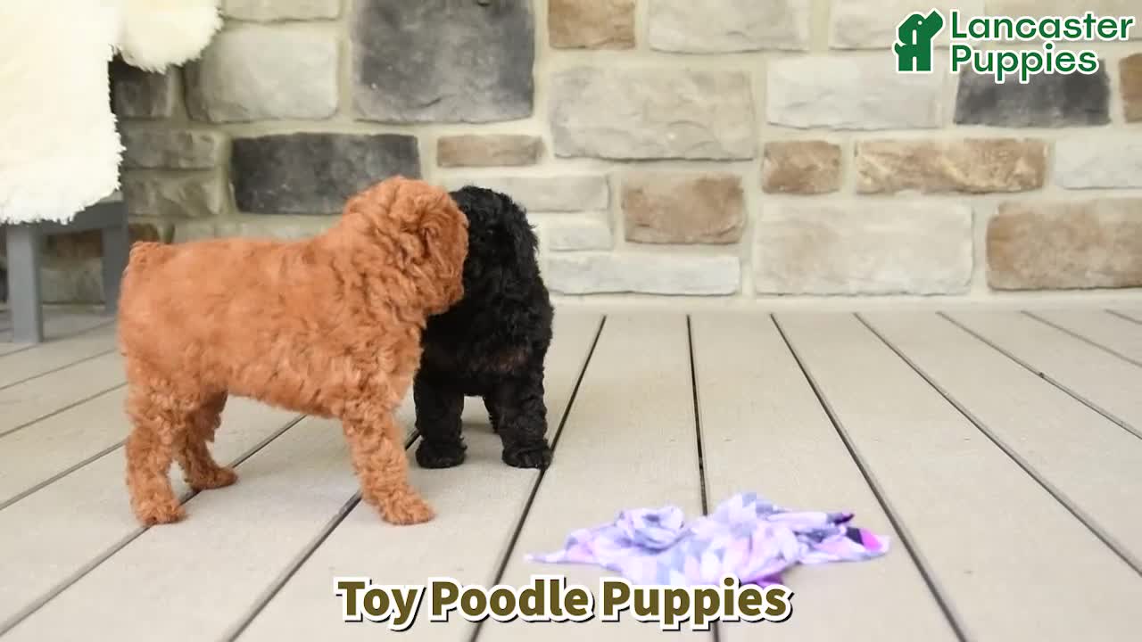 Toy Poodle dogs for sale: Scarlet - Video 1