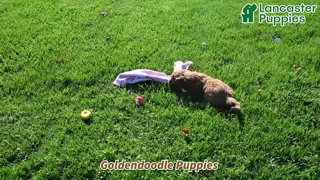 Goldendoodle dogs for sale: Jordan - Video 1