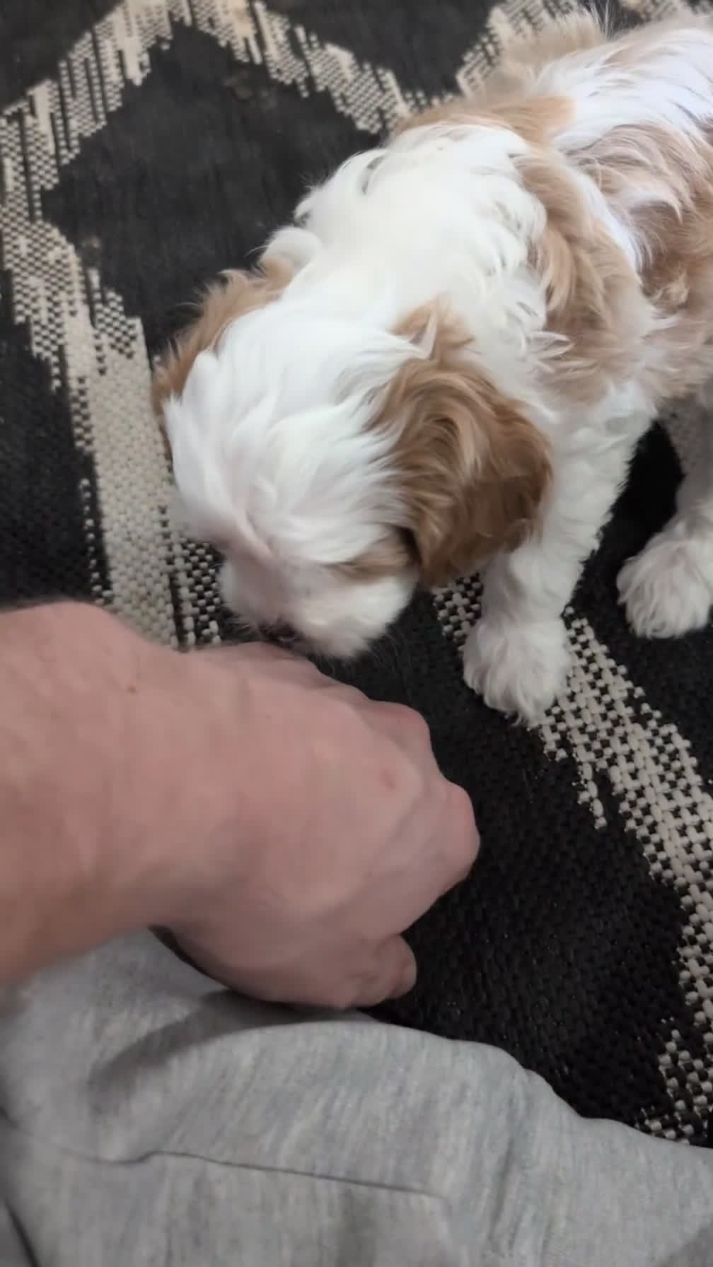 Cavapoo dogs for sale: Rocco - Video 1