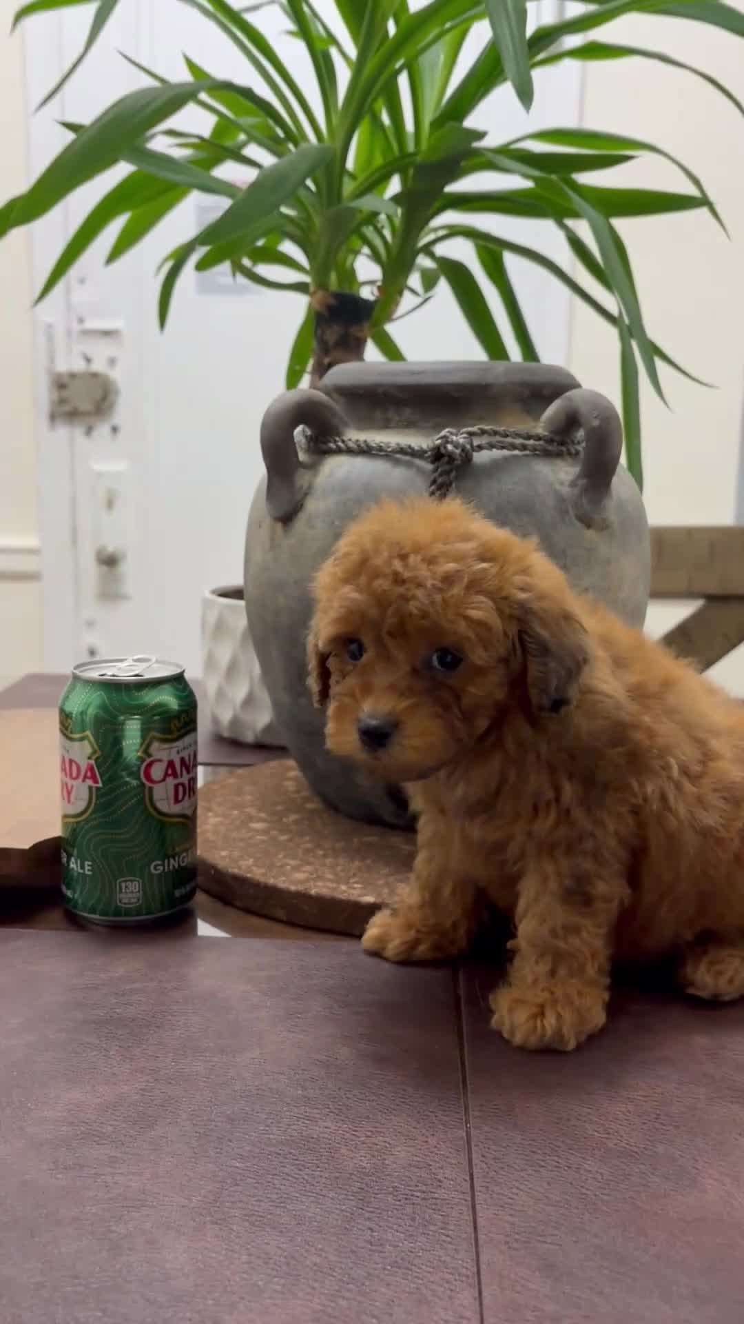 Toy Poodle dogs for sale: Cash - Video 1