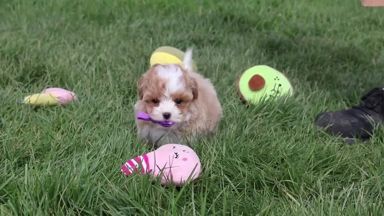Cavapoo dogs for sale: Dolly - Video 1