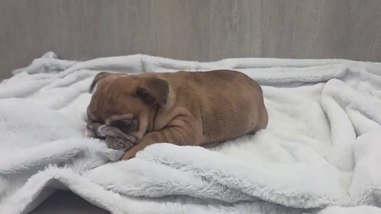 English Bulldog dogs for sale: Kelsi - Video 1