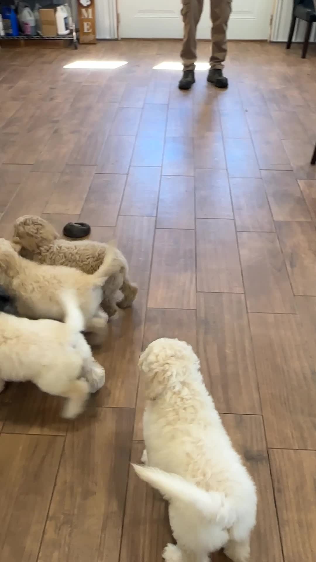 Goldendoodle dogs for sale: Duchess - Video 1