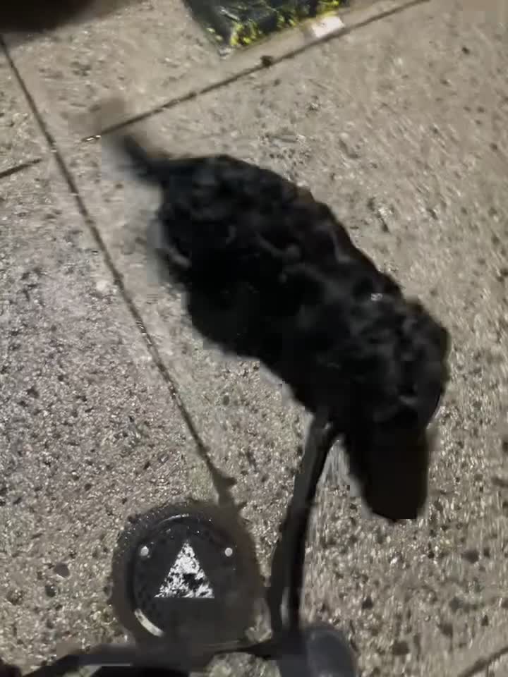 Chorkie dogs for sale: Prince - Video 1