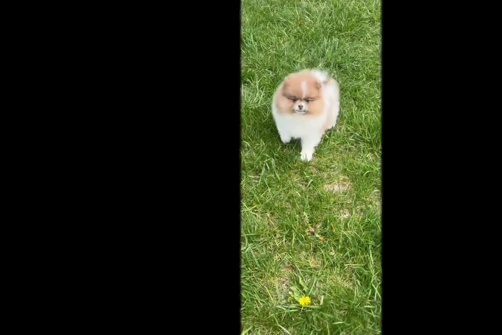 Pomeranian dogs for sale: Ginger - Video 1