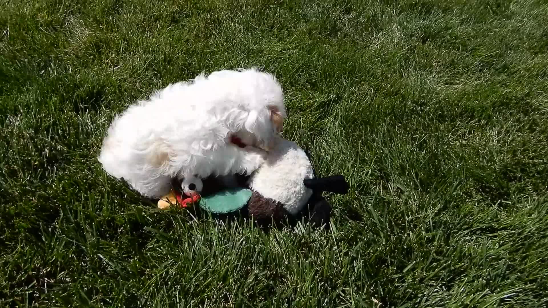 Cockapoo dogs for sale: Maci - Video 1