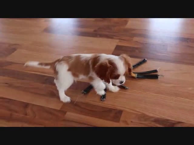 Cavalier King Charles Spaniel dogs for sale: Moon - Video 1