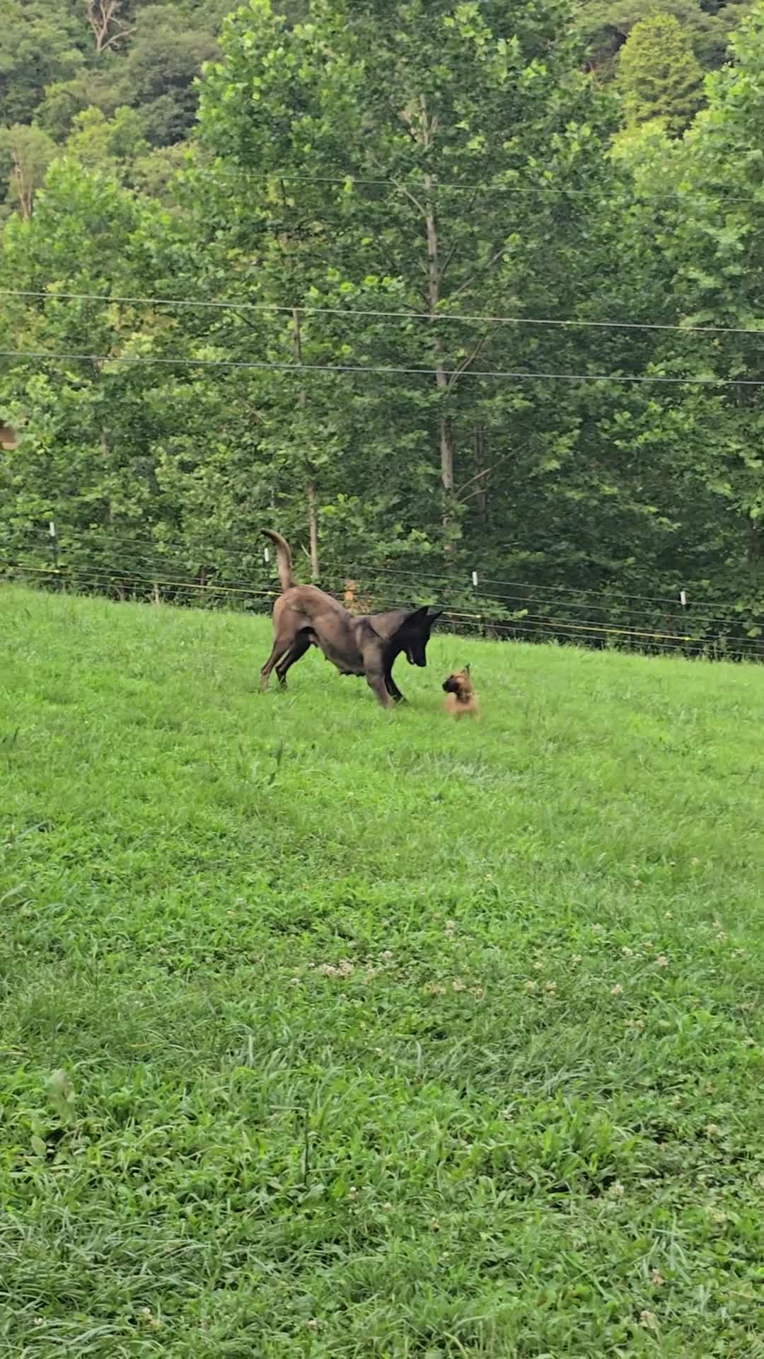 Belgian Malinois dogs for sale: Belgian Malinois 5 BLUE - Video 1