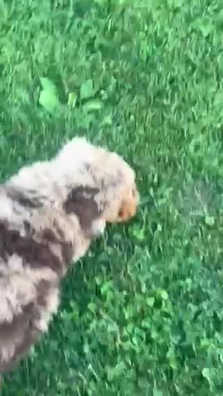 Mini Aussiedoodle dogs for sale: Trifle Mini Aussiedoodle  - Video 1